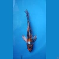 penari kolam Showa hikari 