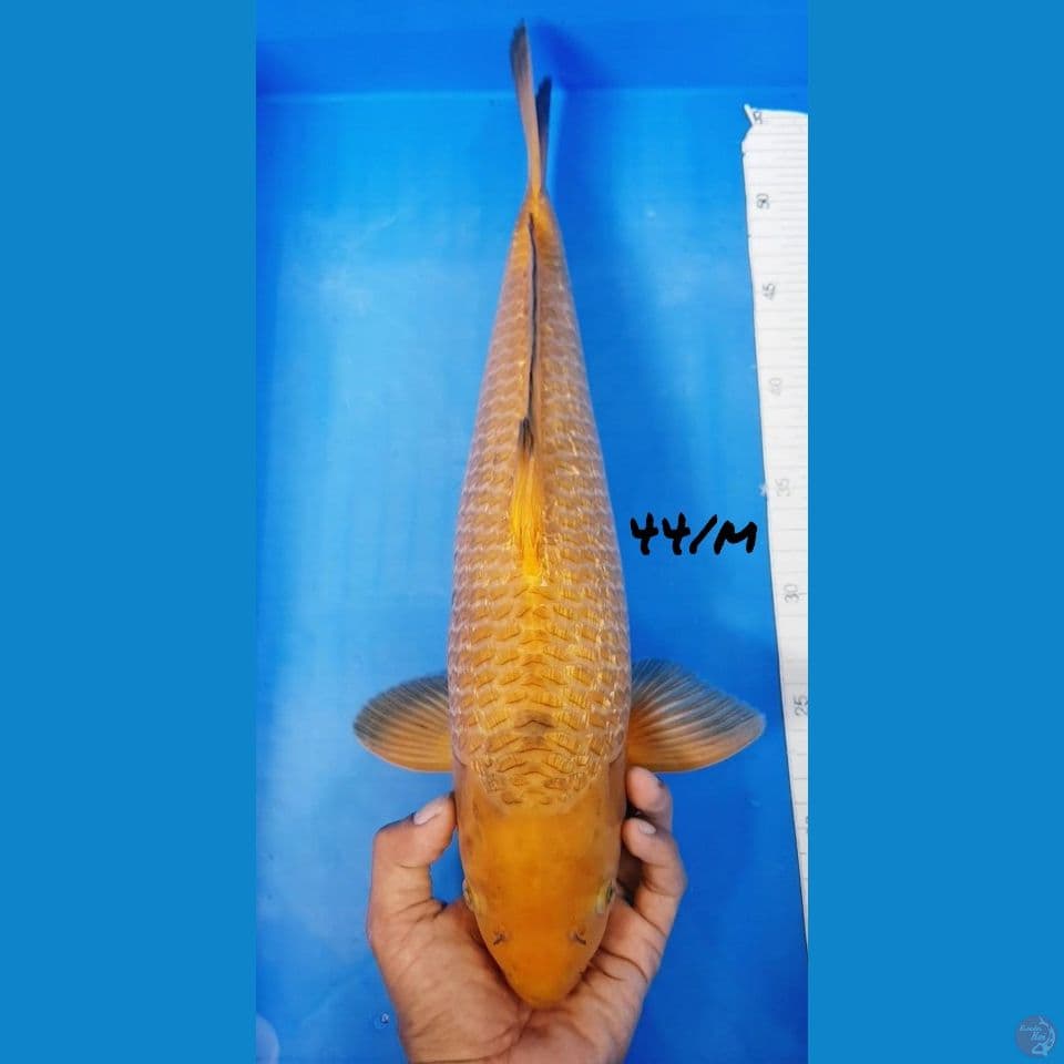 44/male GINRIN KARAMEL HQ