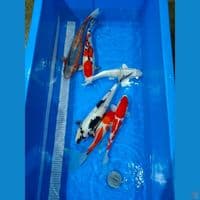 mix sanke, matsuba, kumpay kohaku 35-45cm