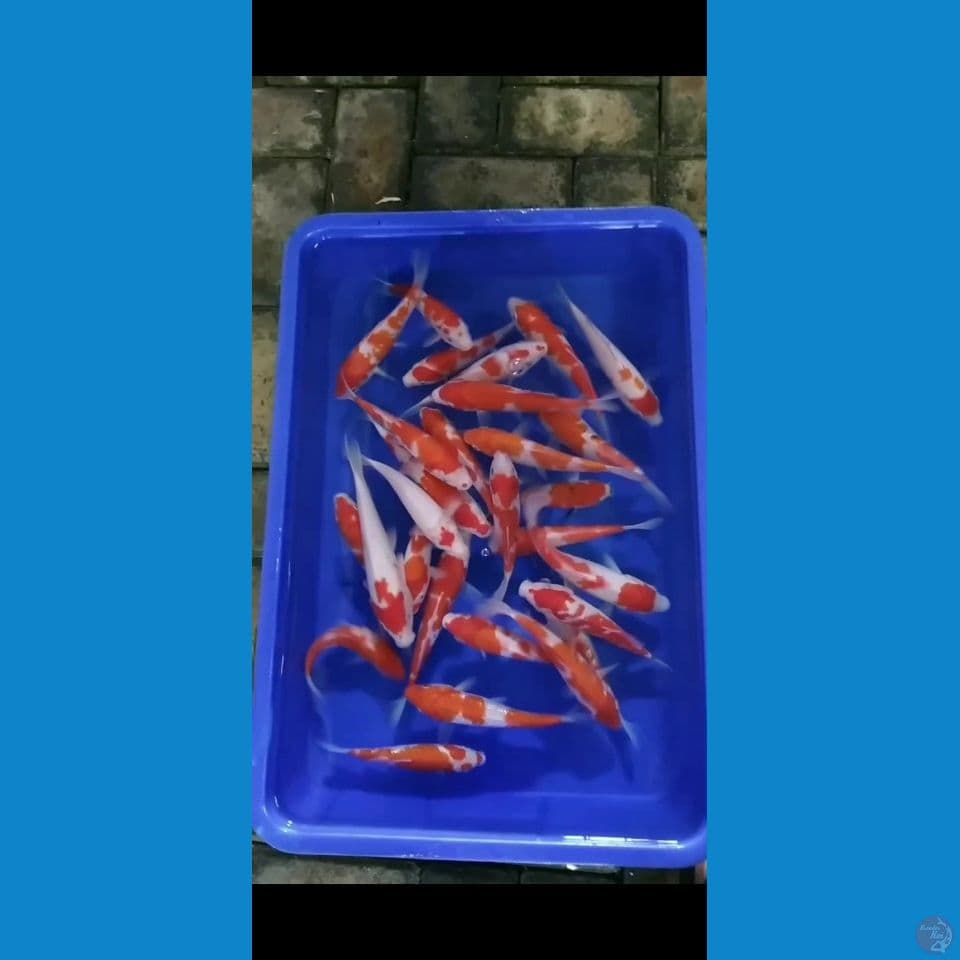 mix 25 ekor 18up