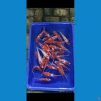 mix 25 ekor 18up