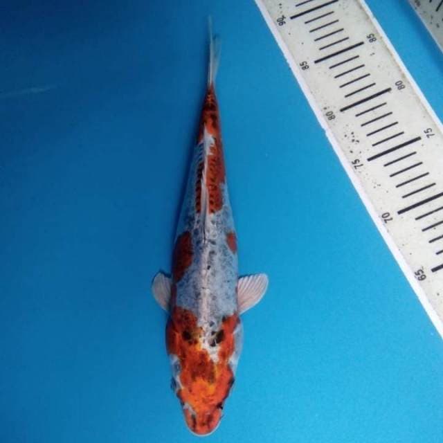 Kikokuryu 31 cm