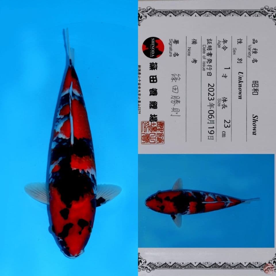SHINODA SHOWA SANSHOKU HQ 35CM