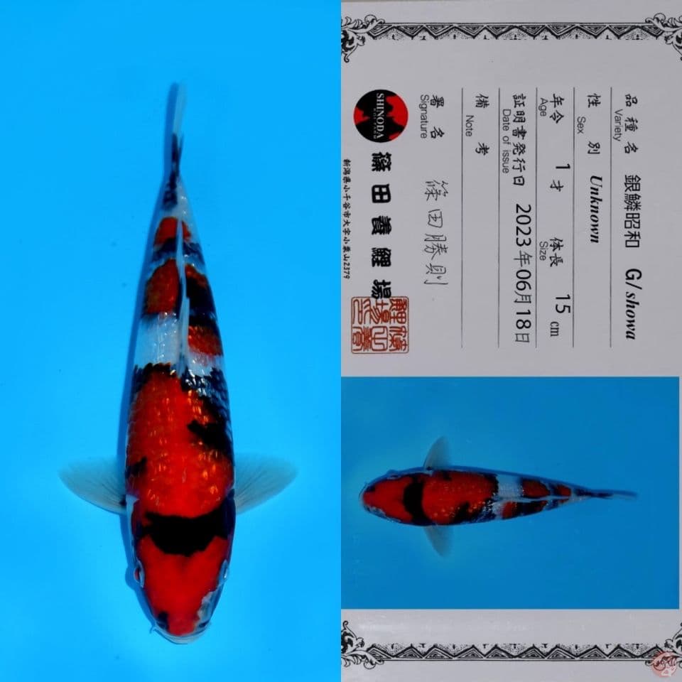 SHINODA SHOWA GINRIN HQ 26CM