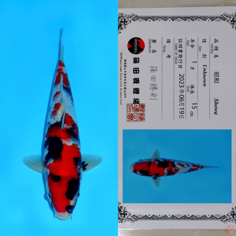 SHINODA SHOWA SANSHOKU HQ 27CM