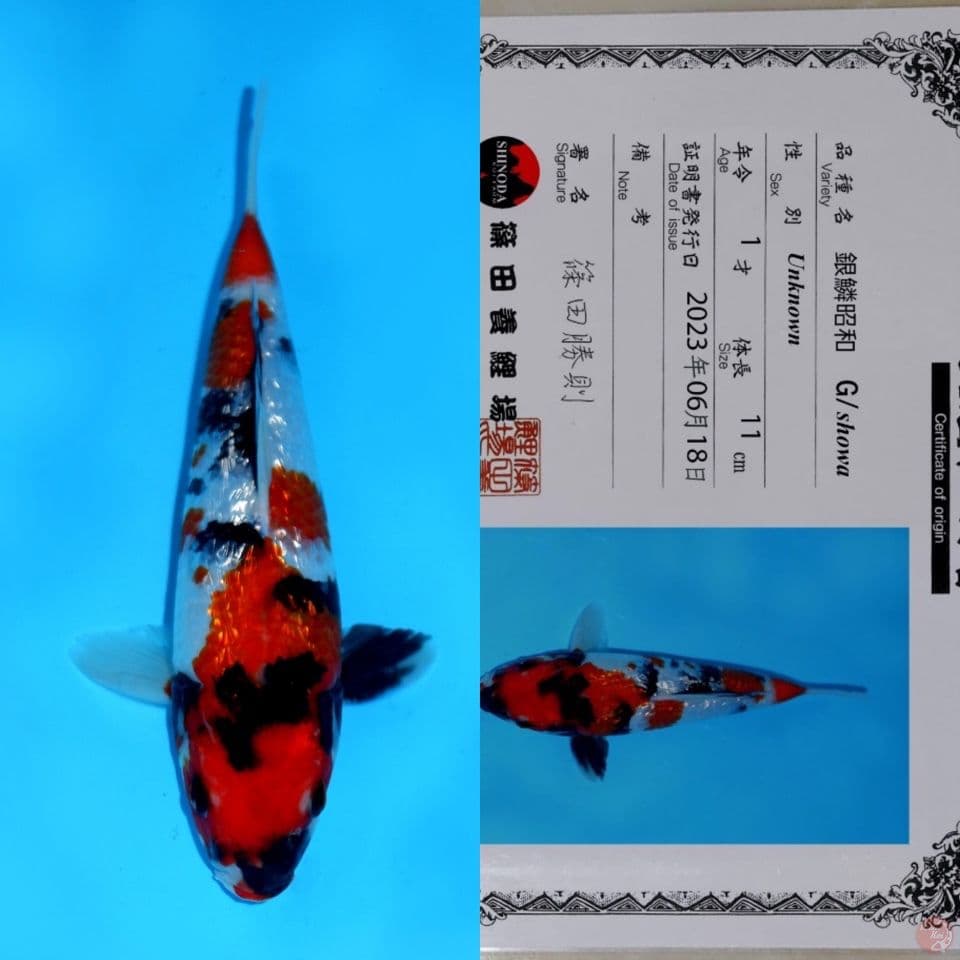 SHINODA SHOWA GINRIN HQ 22CM