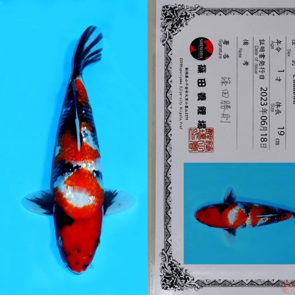 SHINODA SHOWA GINRIN HQ 29CM 