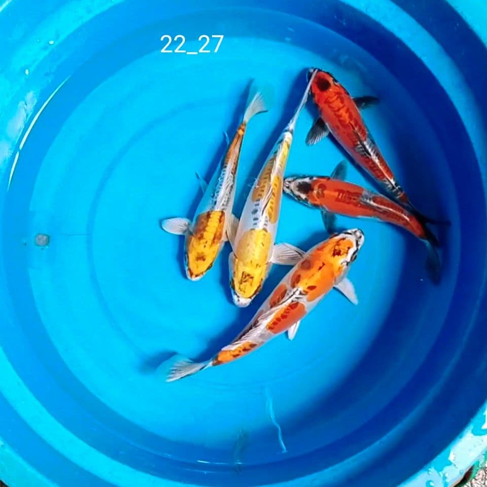 kikoreo 22_27cm