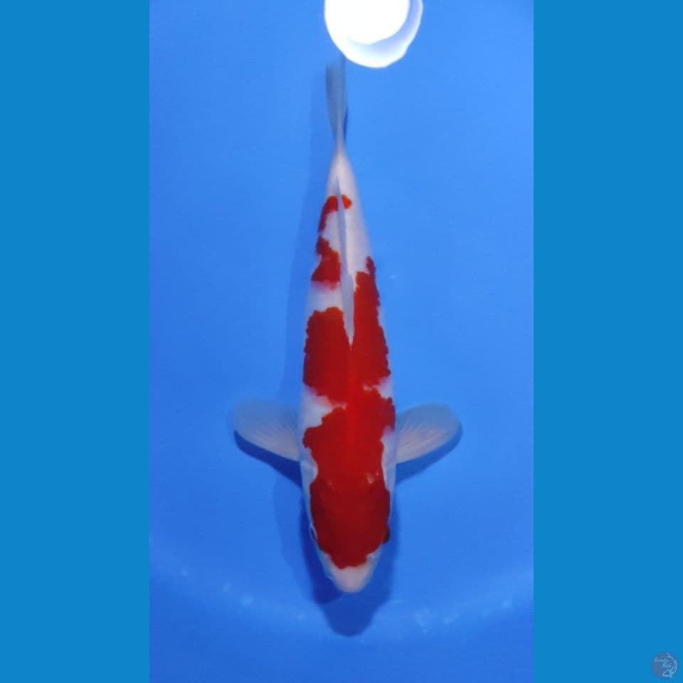 KOHAKU ORIGINAL - 35CM - FEEMALE