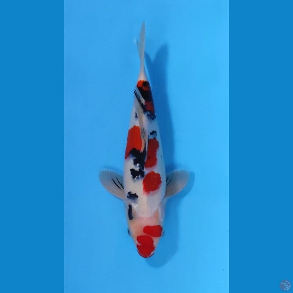 MARUTEN SANKE HQ 30CM - MALE 