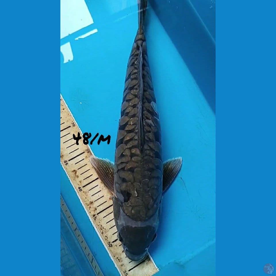 48/male MARUTEN ARAGOKE