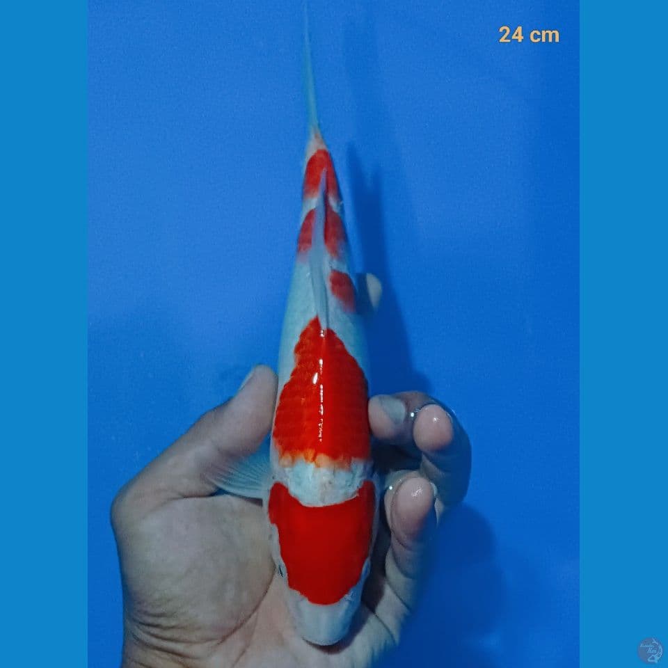 kohaku 24cm