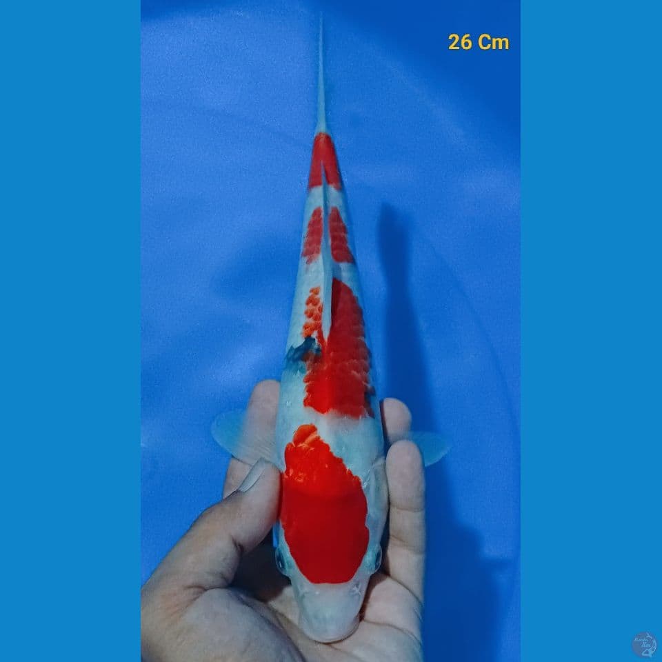 showa tateghoi 26 Cm