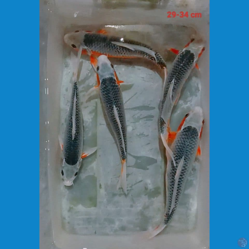 Asagi 29-34 cm
