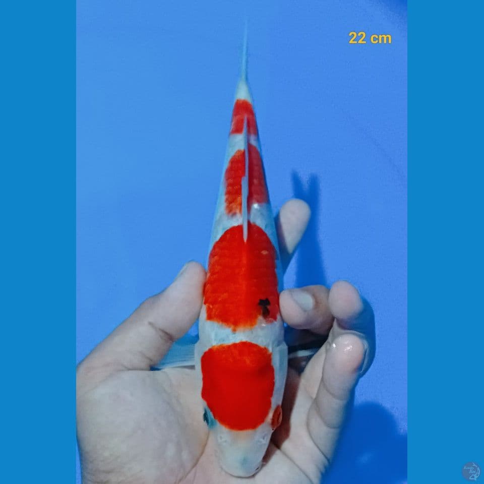 showa tateghoi 22 cm