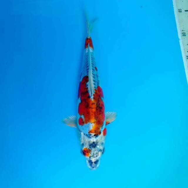 Kikokuryu 27 cm
