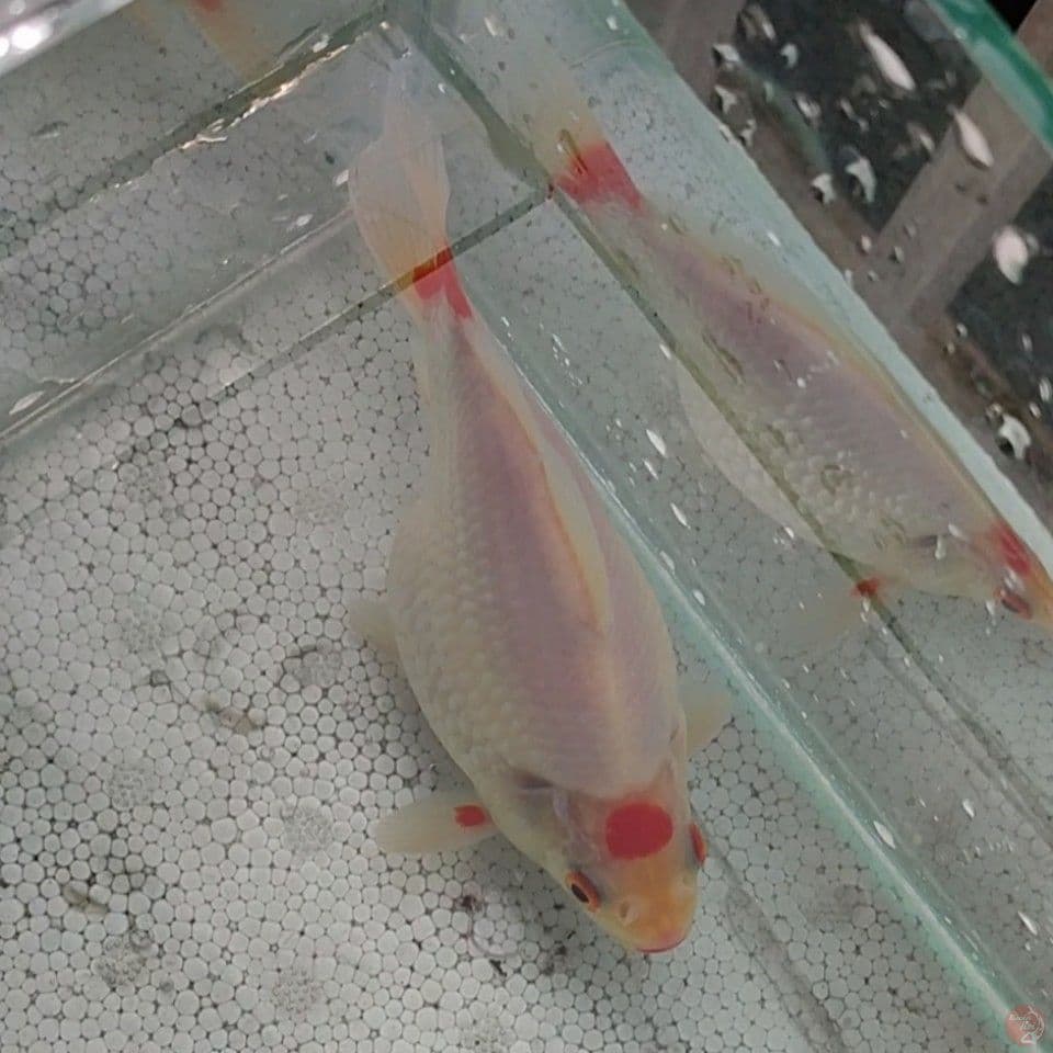 14CM Tancho Tamasaba