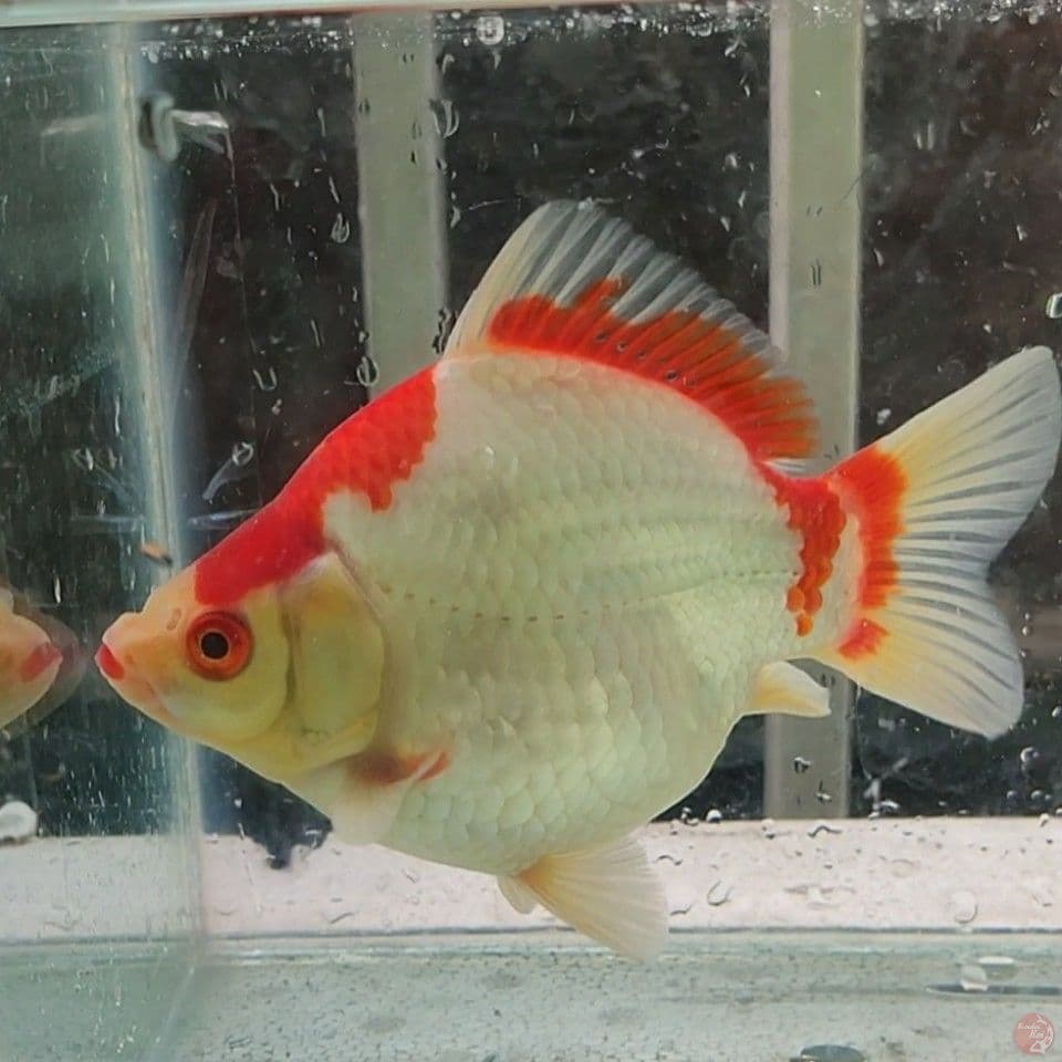 14CM HQ Tamasaba Kohaku 