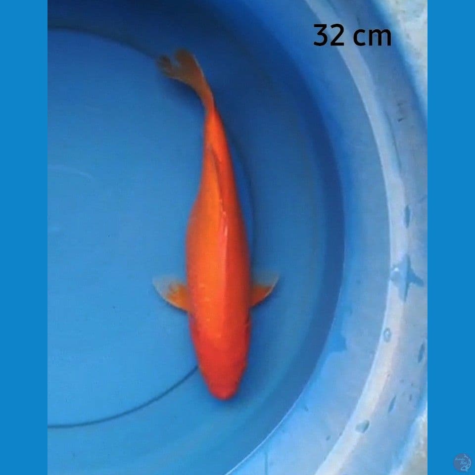 Benigoi strong 32 cm