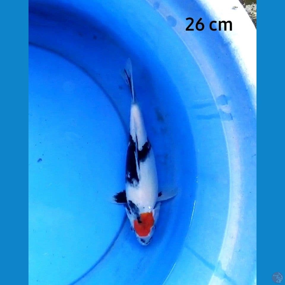 Tancho showa ori 26 cm