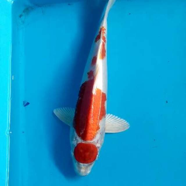 Maruten