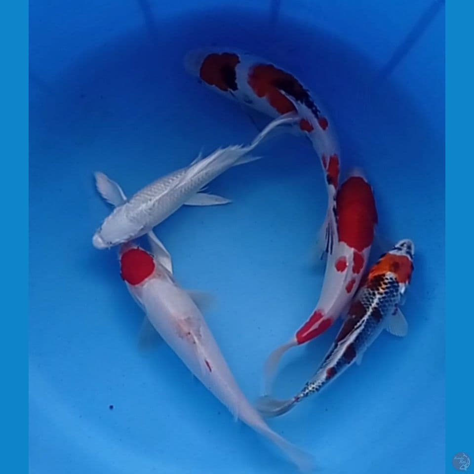MIX 23,24,25
