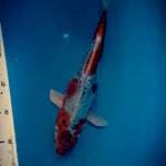 Kikokuryu 32cm