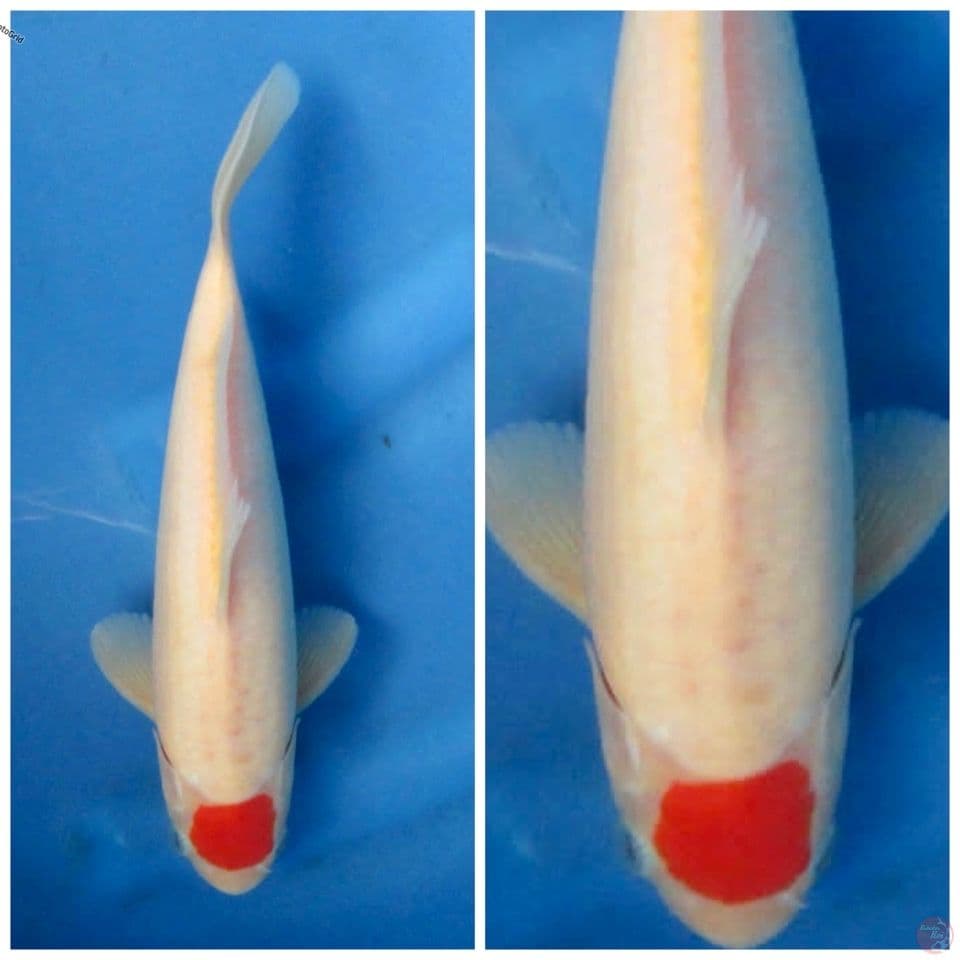 Tancho F1 Ogata 28cm male