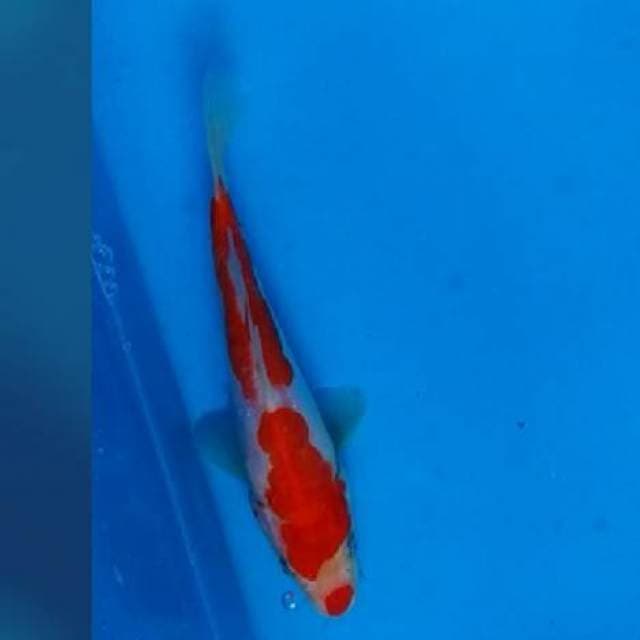Khohaku 15cm