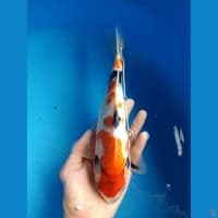 Kindai Showa 25cm (bahan keep)