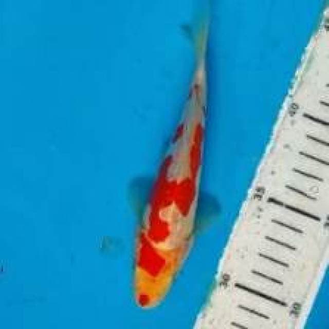 Kohaku 15cm