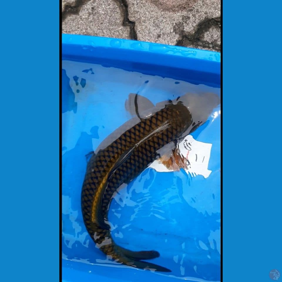 midori female