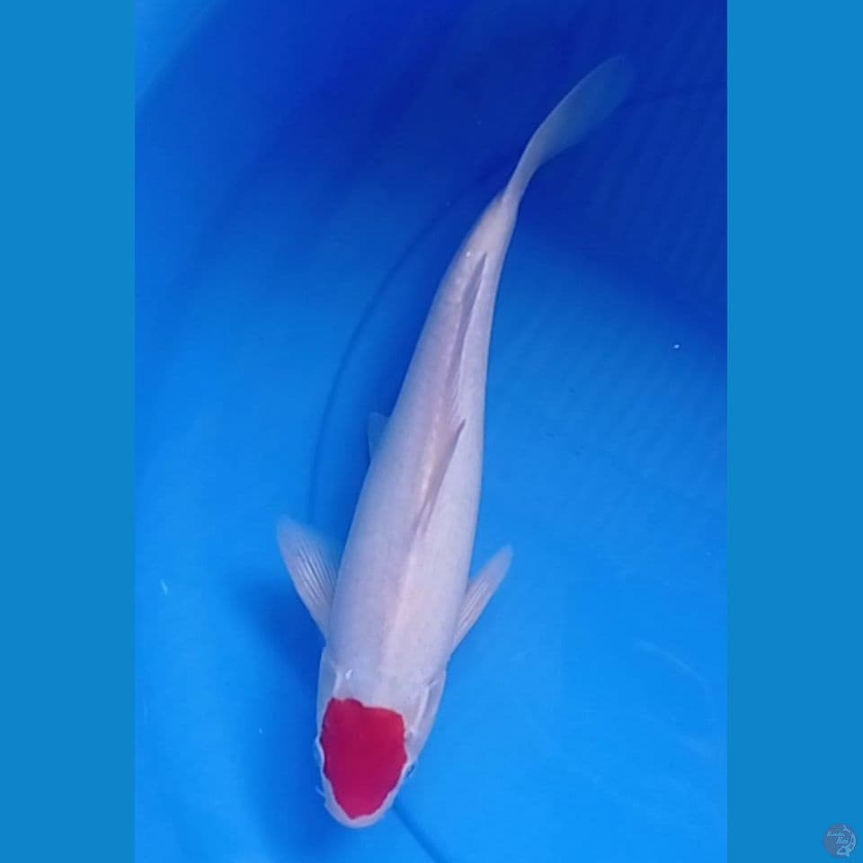 kohaku 33