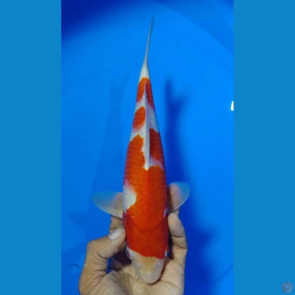 kohaku size : 27cm.m