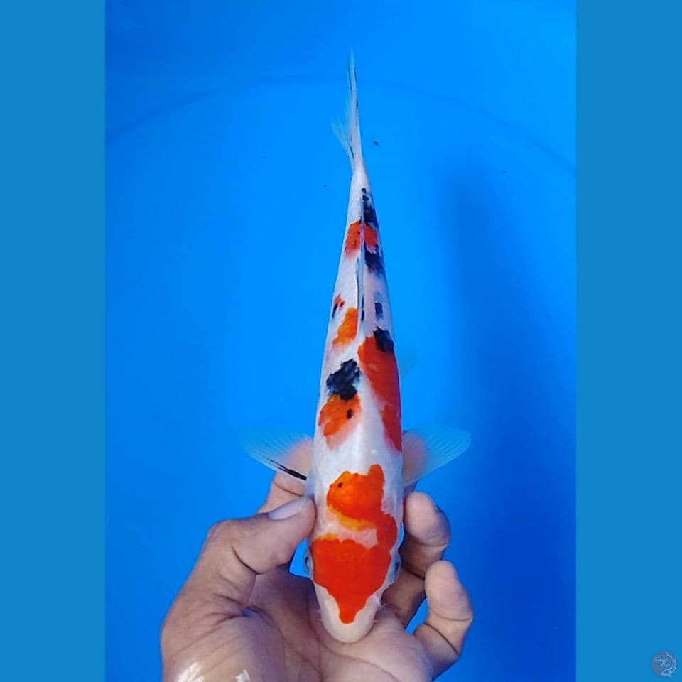 sanke size : 24cm