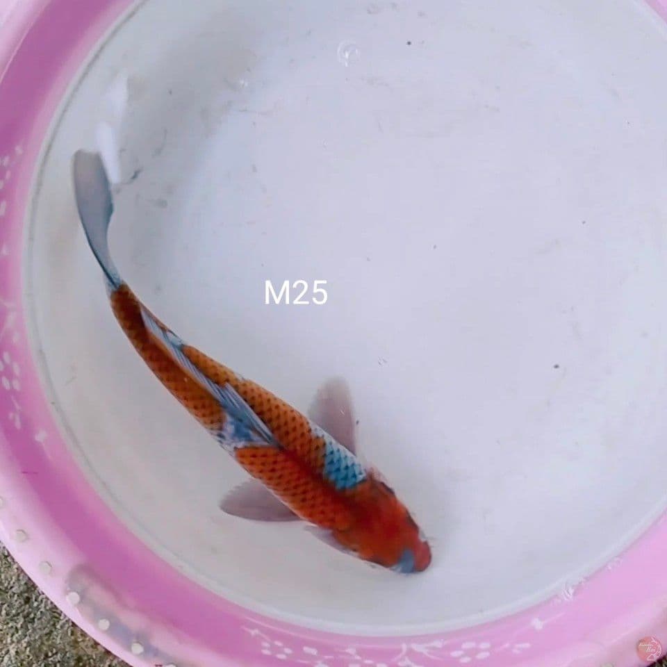 ochiba male 25cm