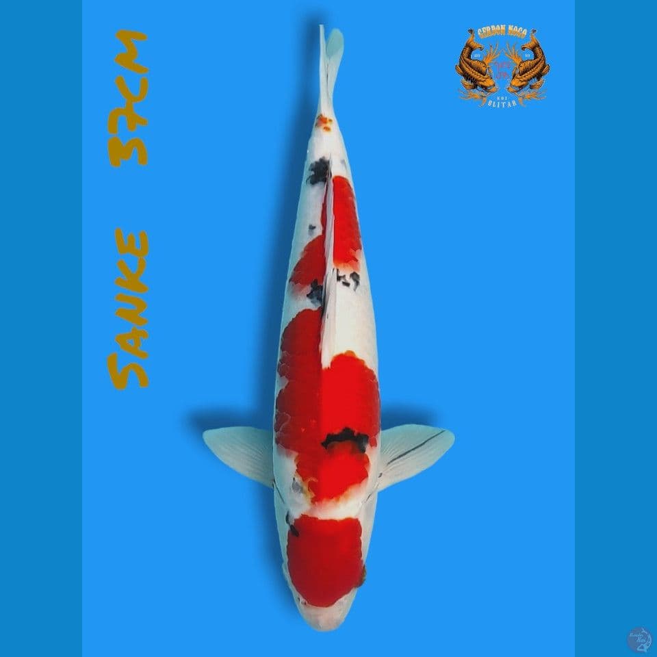 maruten sanke 37cm