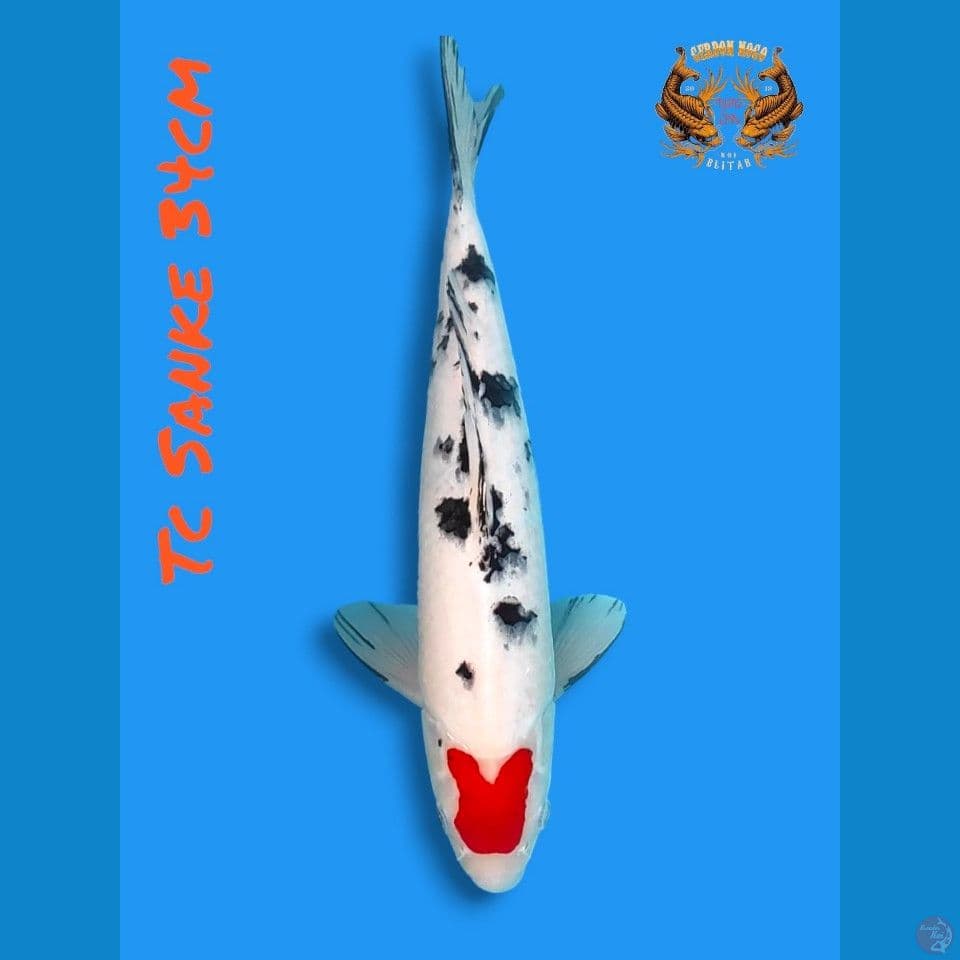cinta sanke original 34cm
