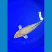 yellow monkey f1 48cm (indukan 93cm import Dainichi Koi Farm)