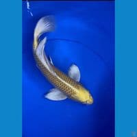 Ogon Slayer 40cm