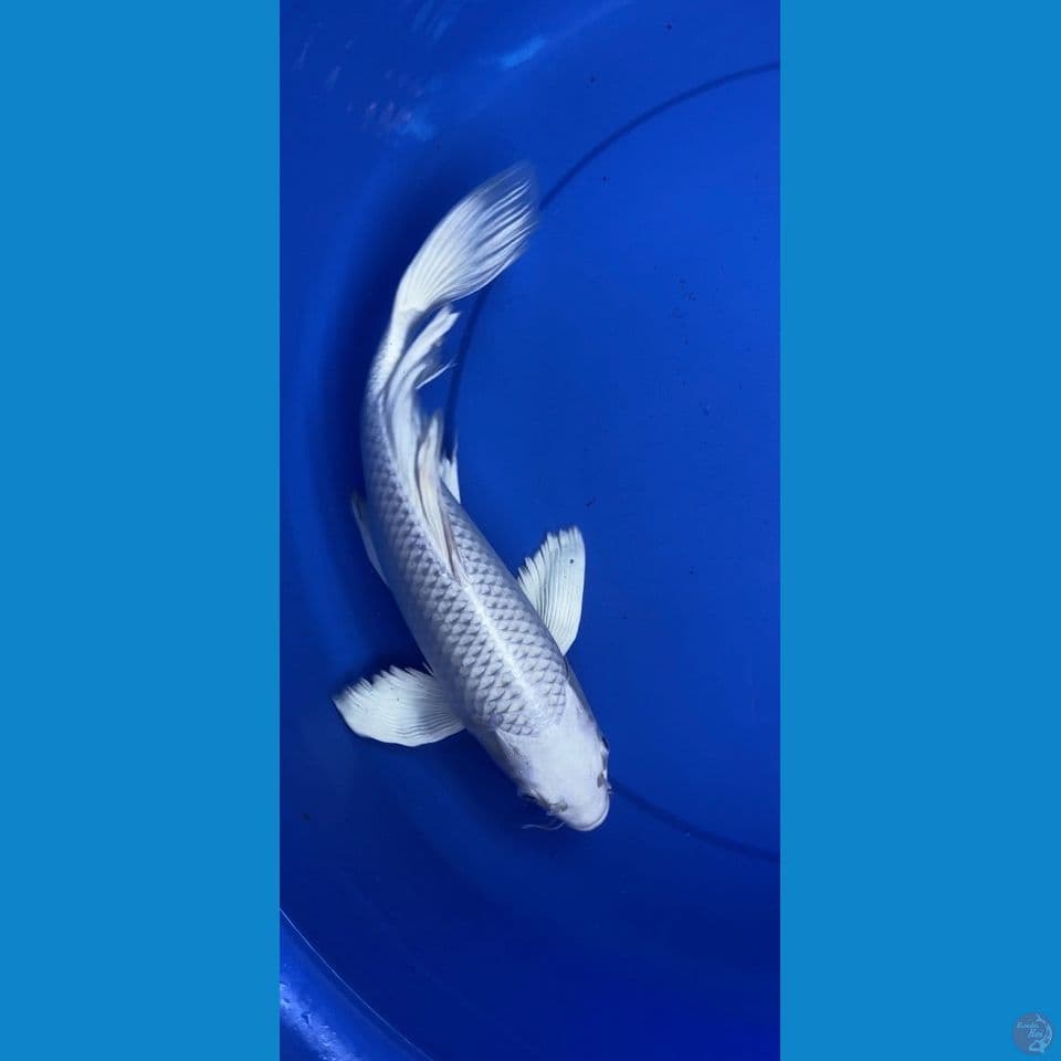 Platinum Kumpay 37cm
