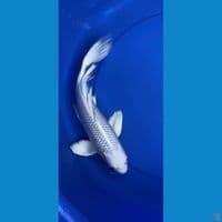 Platinum Kumpay 37cm