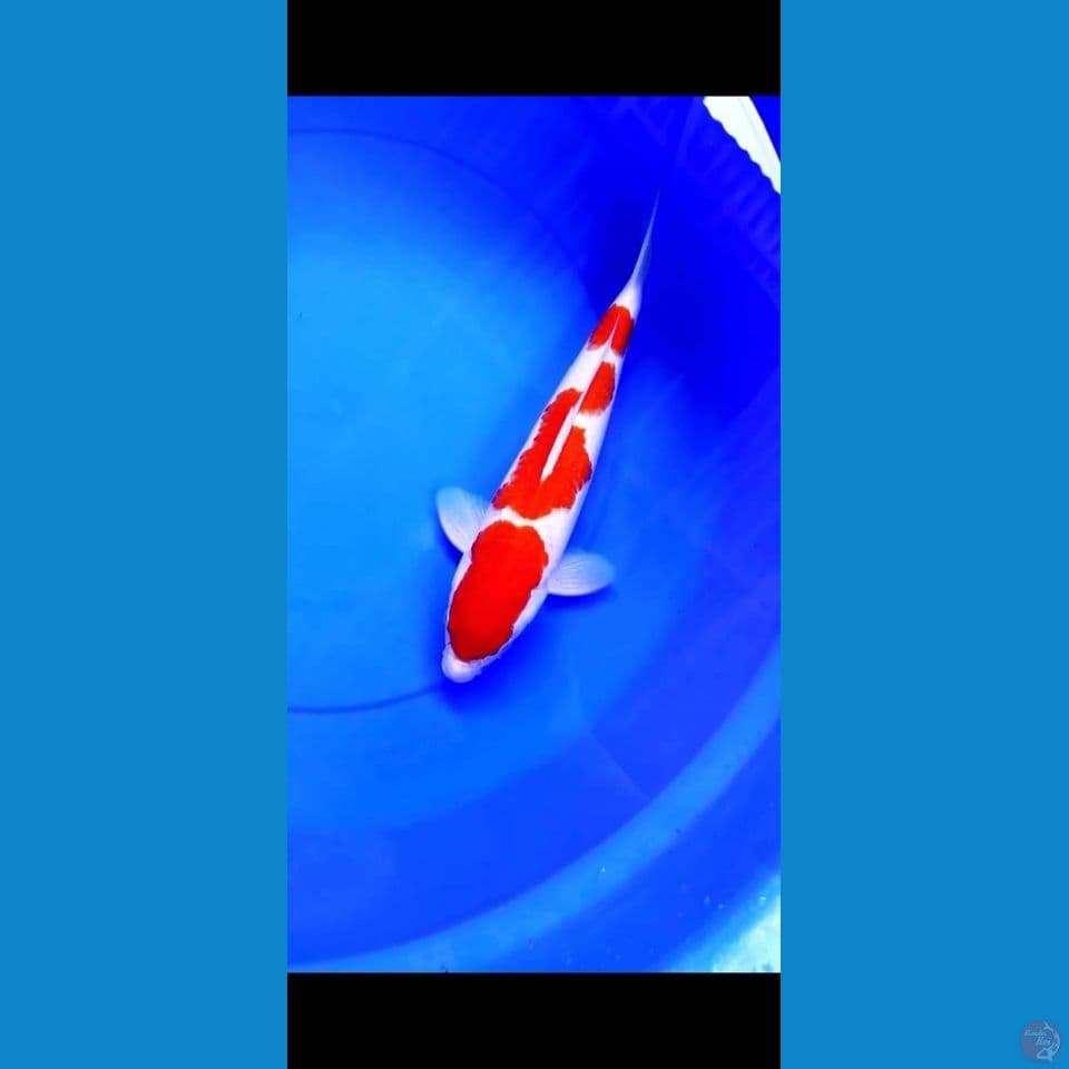Male 35cm