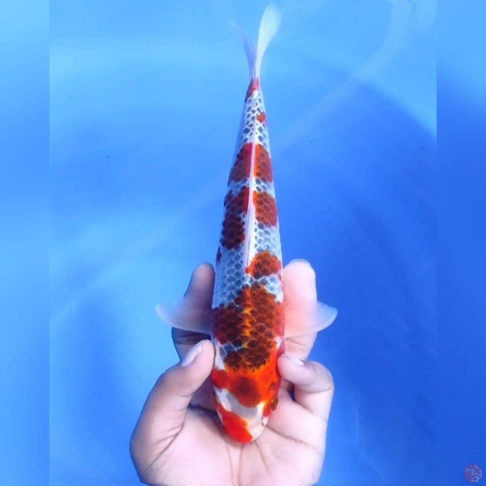 Goshiki# 26cm - Male