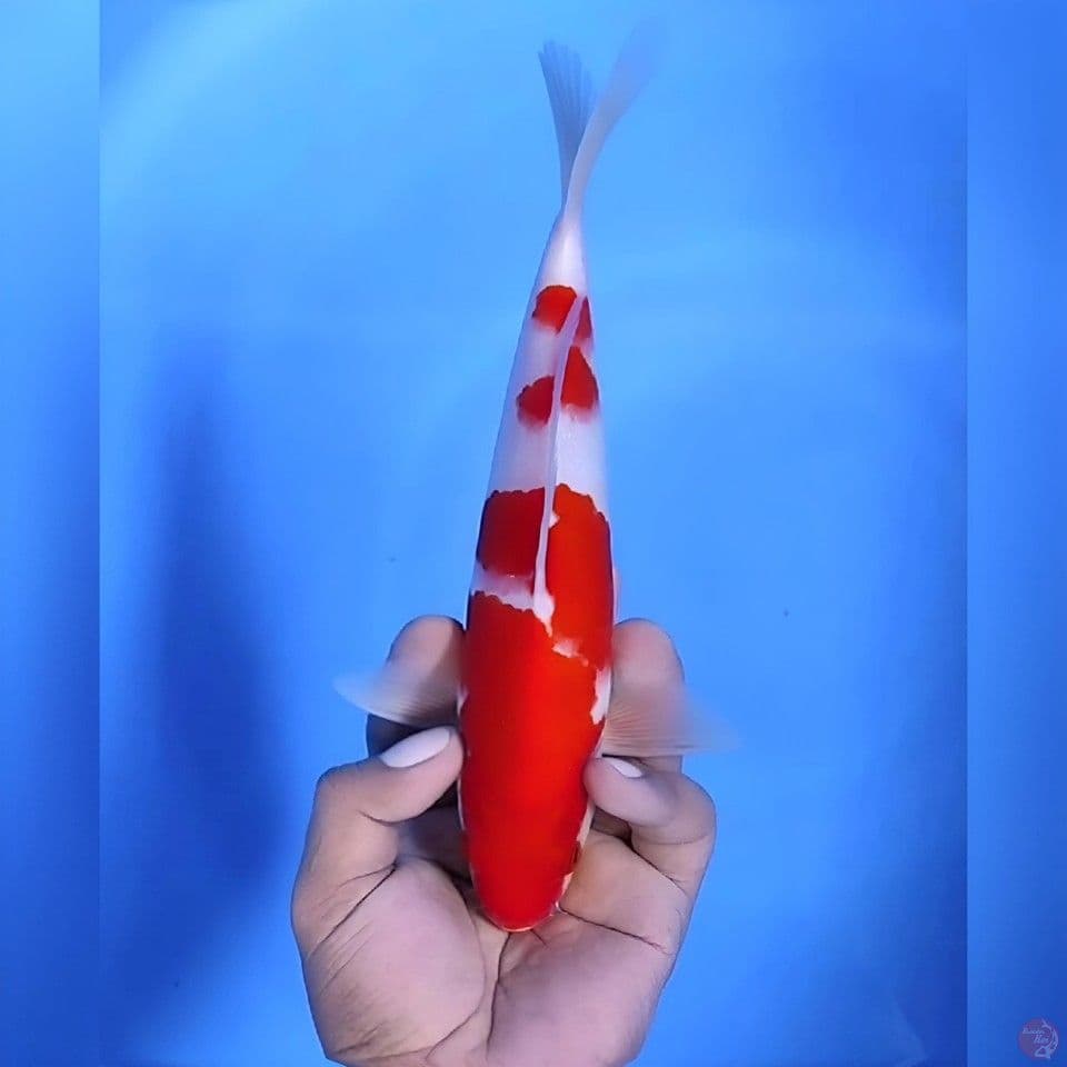 kohaku# 26cm - Male