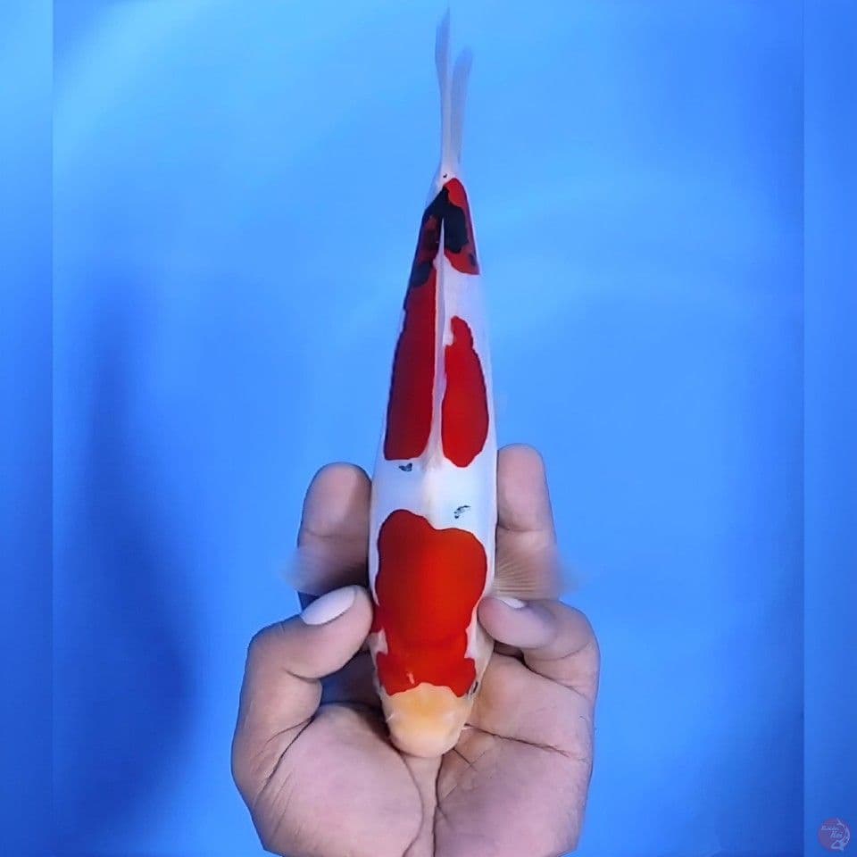 Doitsu sanke# 24cm - Male