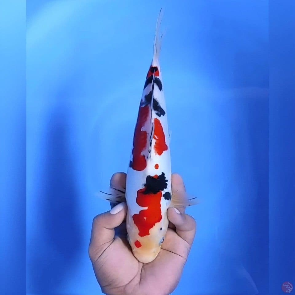 Sanke doitsu#29cm - Male