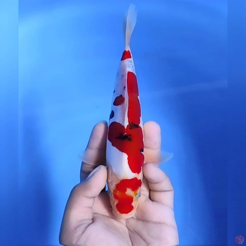 Sanke doitsu# 21cm - Female
