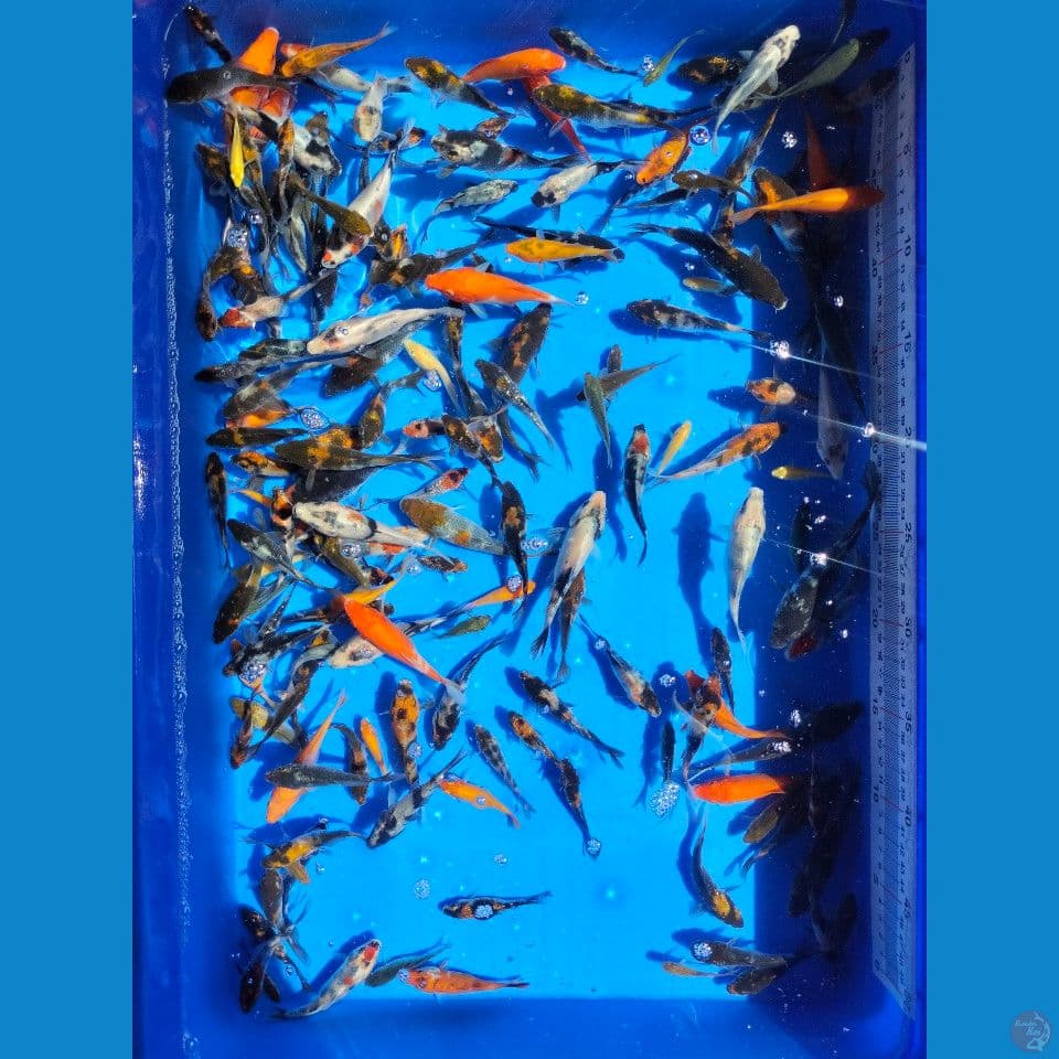 Bibitan Showa 5_12cm 125ekor
