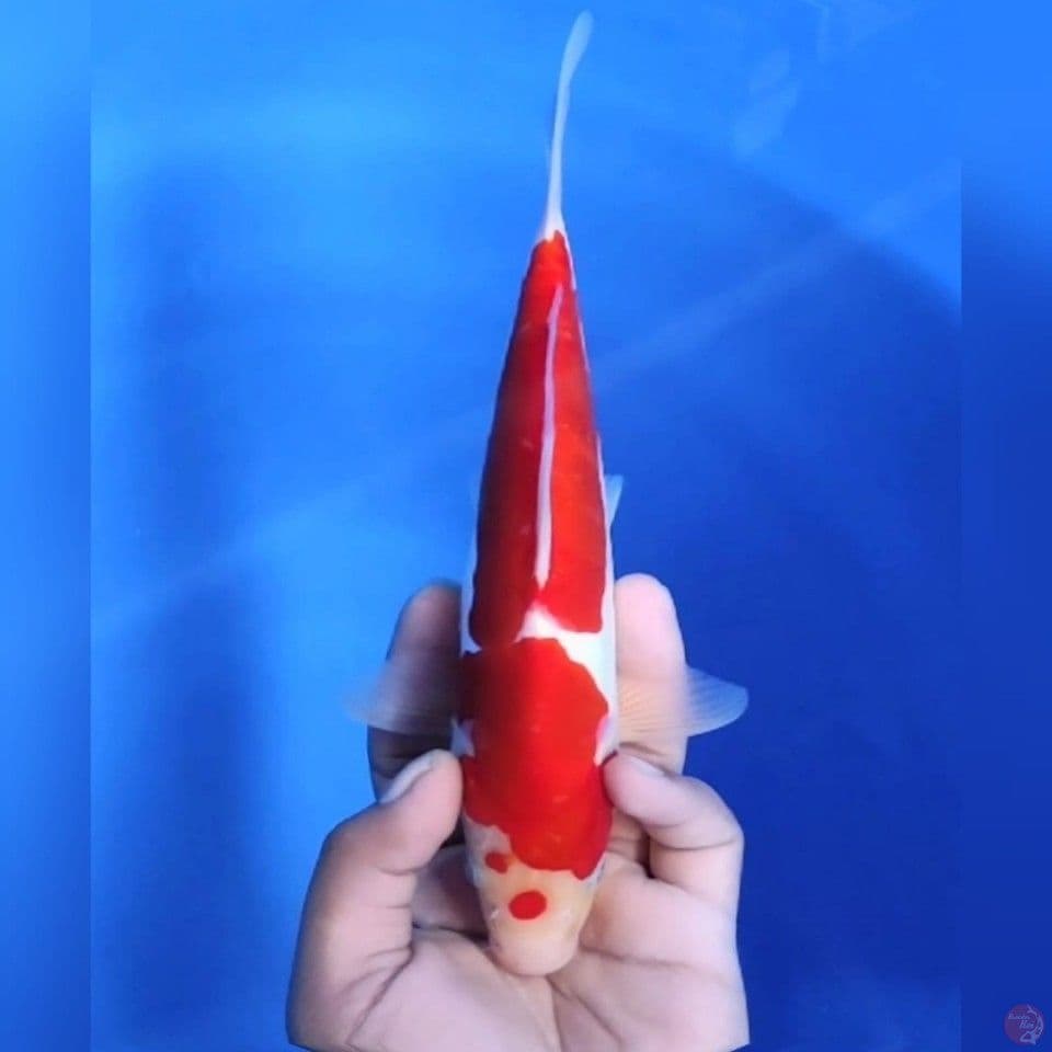 Kohaku doit# 24cm - Female